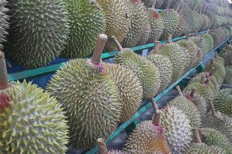 Where to Eat Durian in Davao City .